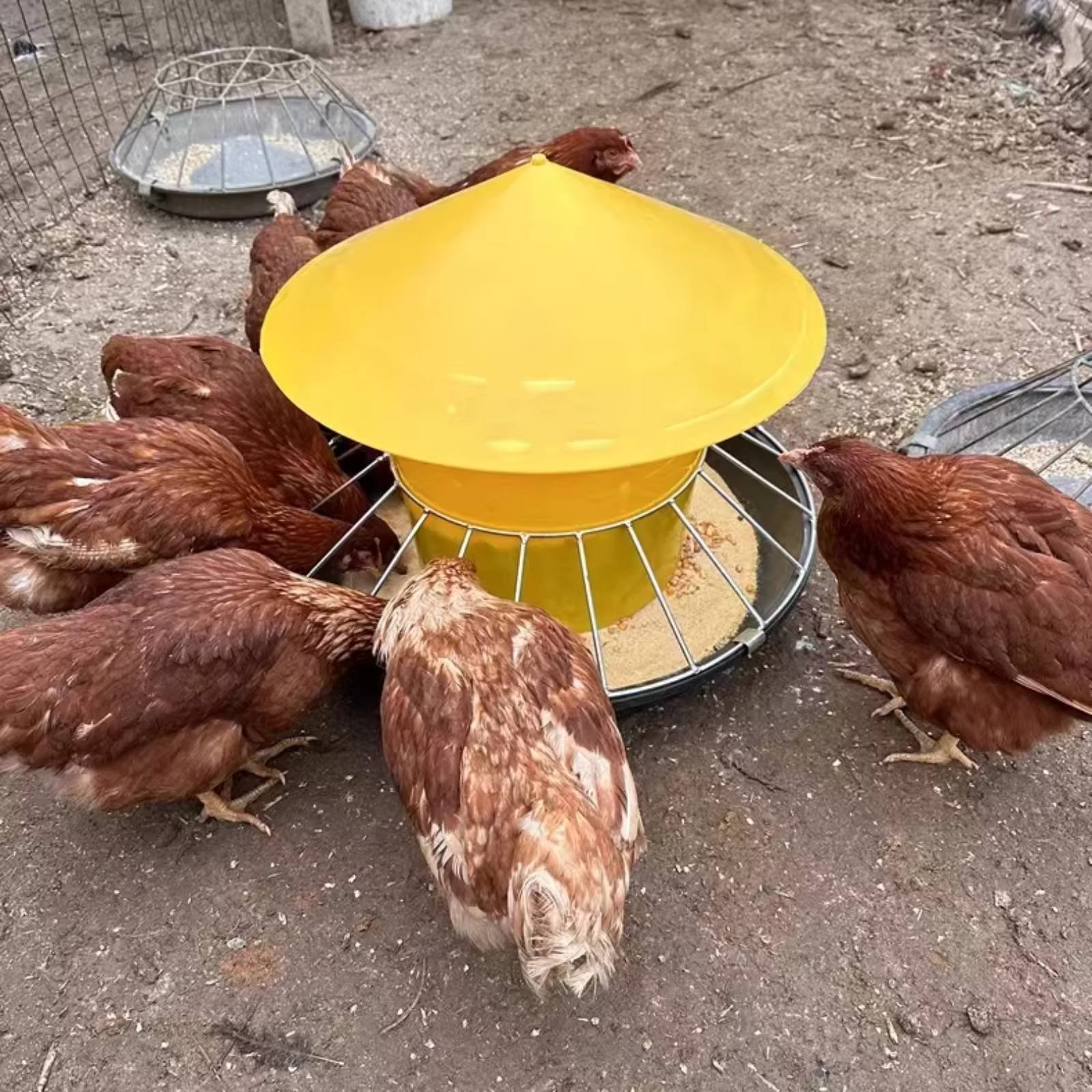 Mangiatoia Rotonda per Pollame - Feeding recensione e prezzo